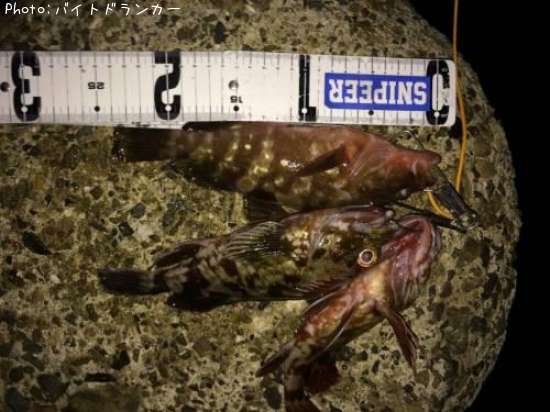 �����ϥ�