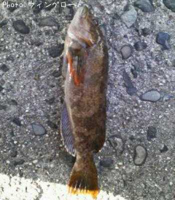 �����ʥ�