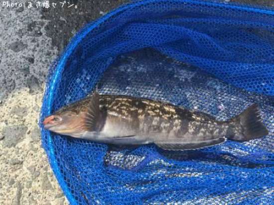 �����ʥ�