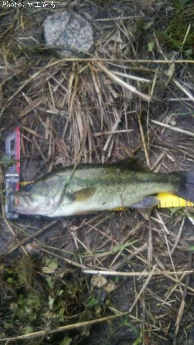 �֥�å��Х�