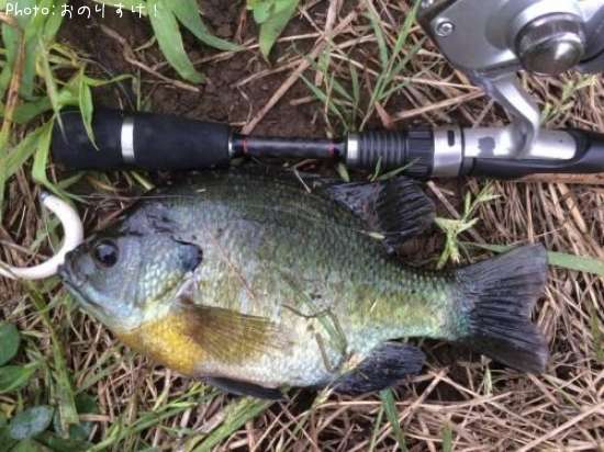 �֥롼����