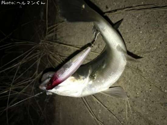 �����Х��ʥͥ���