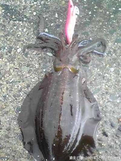 �����ꥤ��