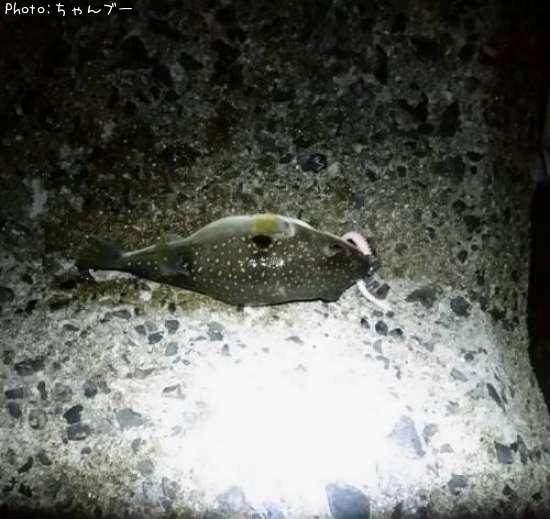 �����դ�