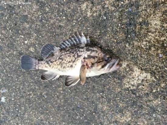 ���ӥ���