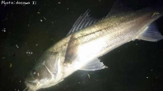 �����Х�