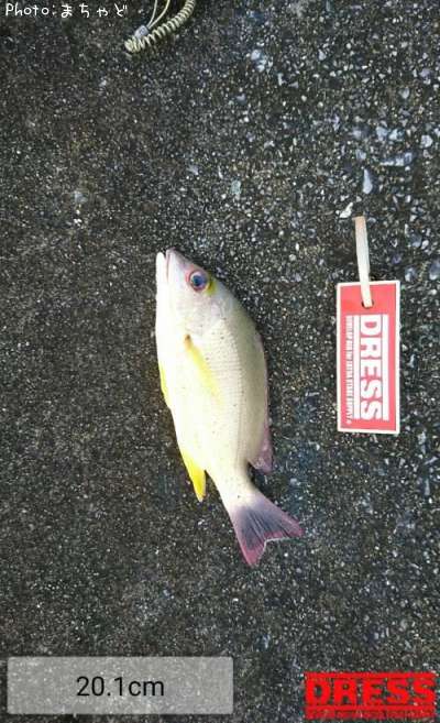 ���ӥ��ʥ����ڥ����ե�������