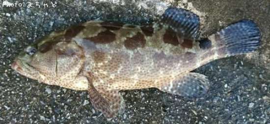 �䥤�ȥϥ��ڥ�����ߡ��Х���