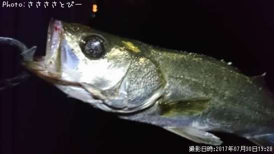 �����Х�