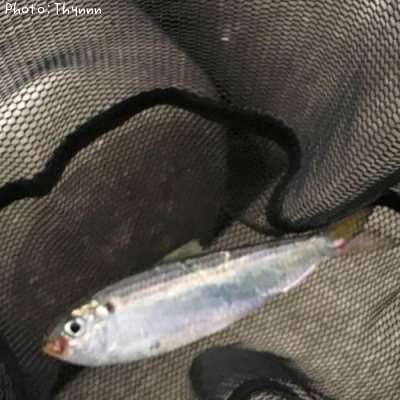 ���Υ���