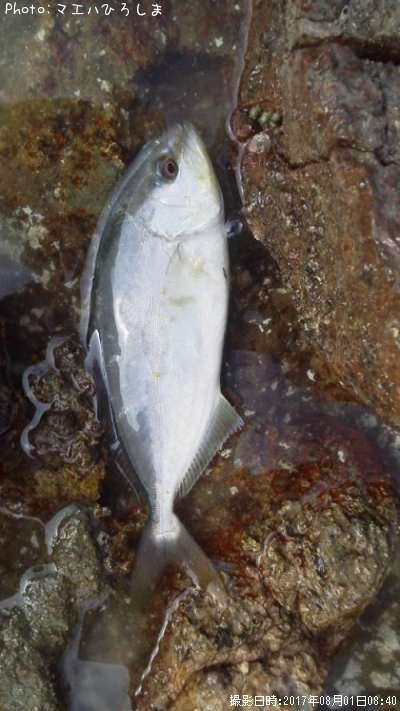 ����ѥ��λ�