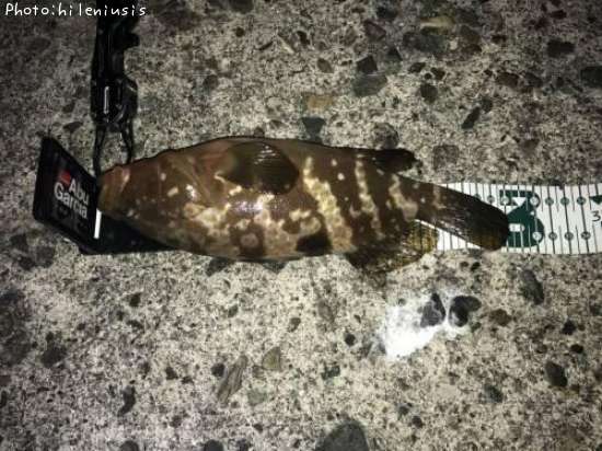 �����ϥ�