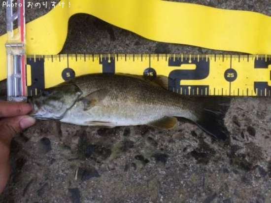 ���⡼��ޥ����Х�