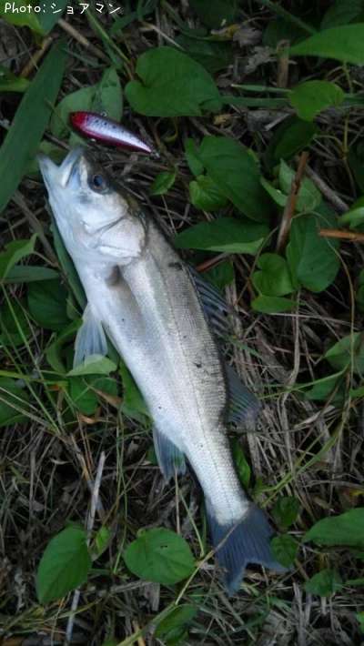 �����Х�