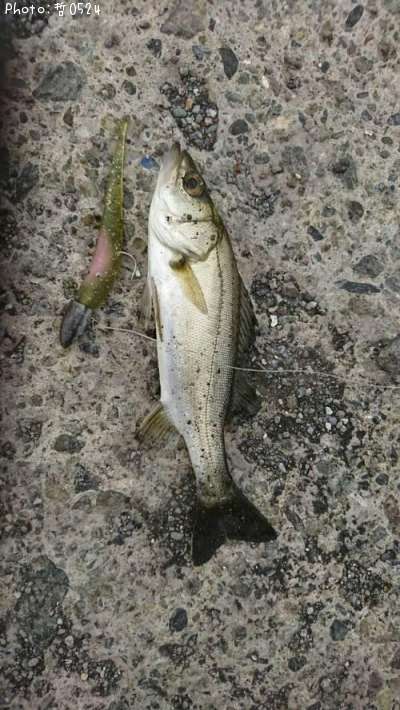 �����Х�