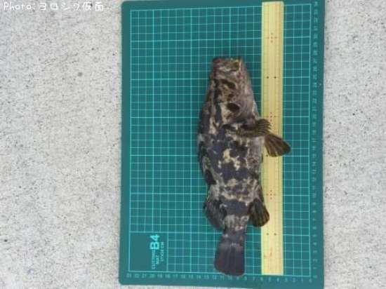 �٥å�������