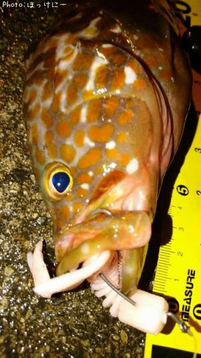 �����ϥ�