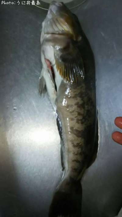 �����ʥ�