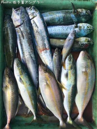 �����顢���祴�Ȥ�