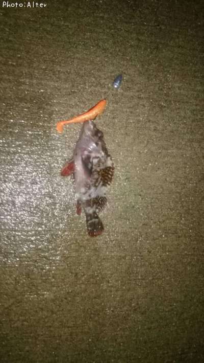 �٥å�������