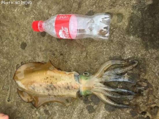 �����ꥤ��