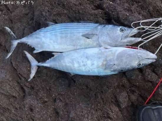 �ϥ��ĥ�¿��