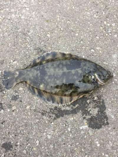 ���������饫�쥤