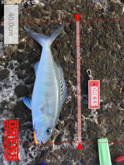 �������ӥ�