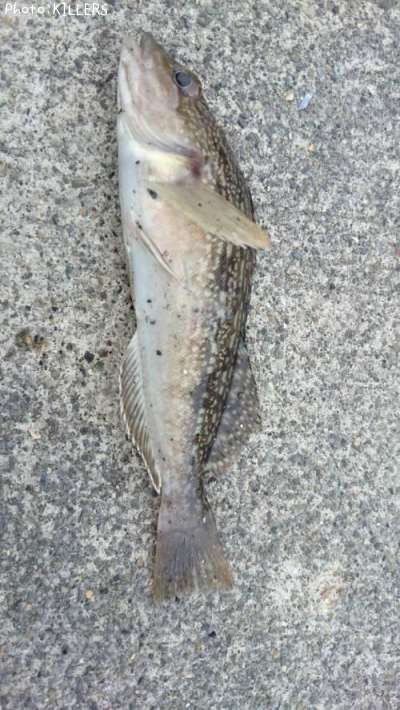 �����ʥ�