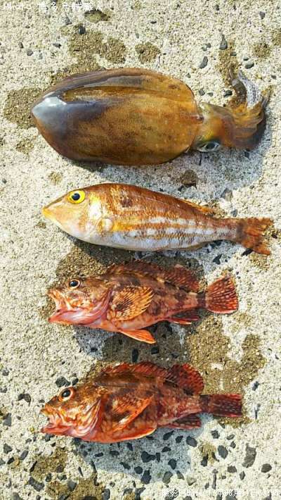 �����ꥤ�����ե��ե�������������