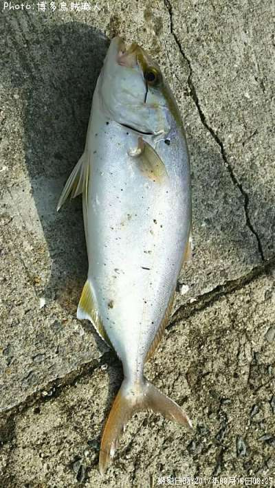 �ͥꥴ�ʥ���ѥ���