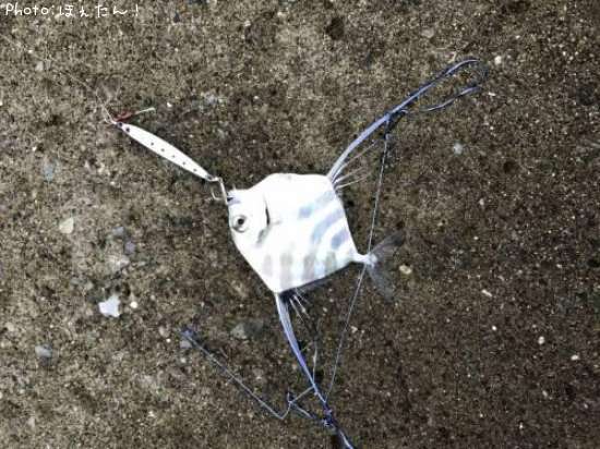 ���ȥҥ�����