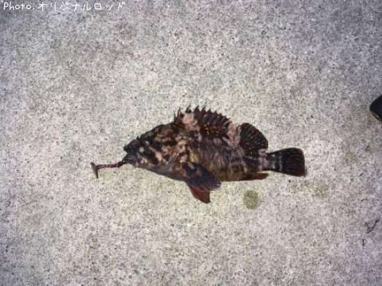 �����饽��