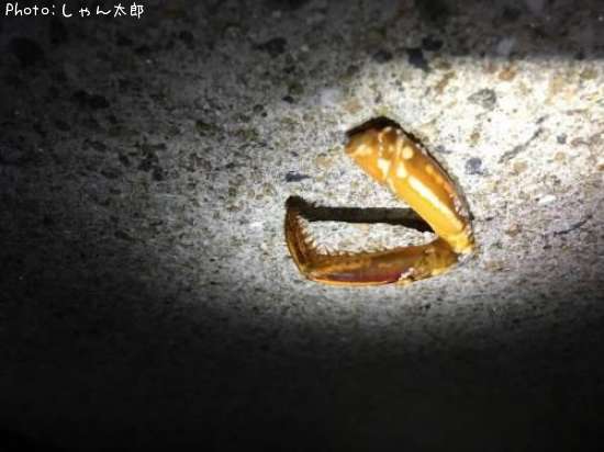 �ó���Τʤˤ��ε�