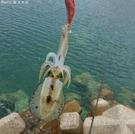 �����ꥤ��