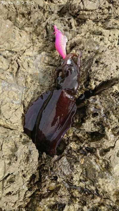 �����ꥤ��