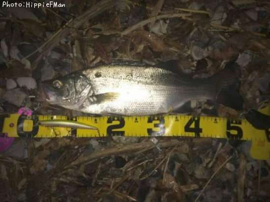 �ҥ饹����