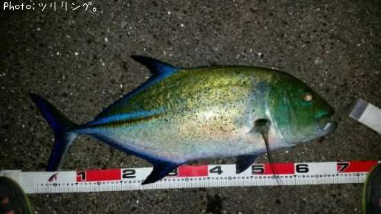 �����ߥ���