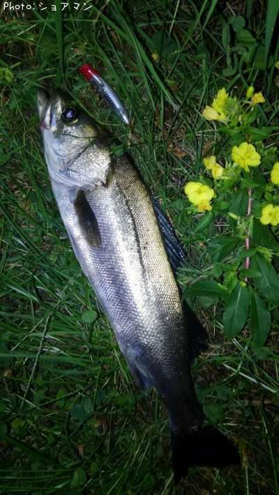 �����Х�