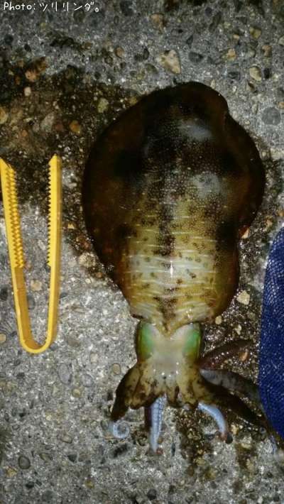 �����ꥤ��