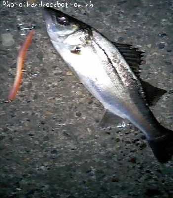 �����Х�