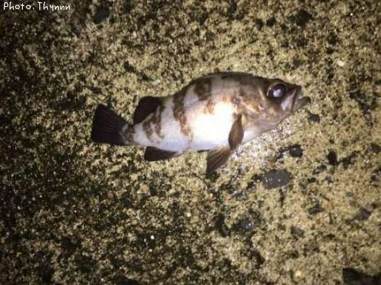 ��Х�ܥ���ƨ��