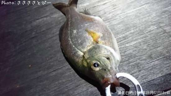 ���ߥ��ʥ�