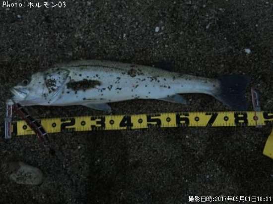 �����Х�