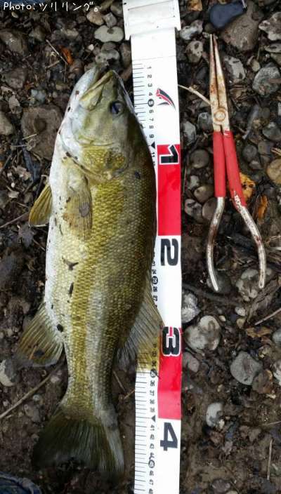 ���⡼��ޥ����Х�