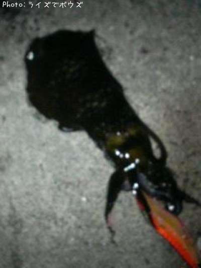 �����ꥤ��