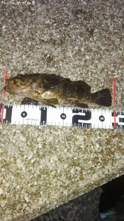 �����Υ���Х�