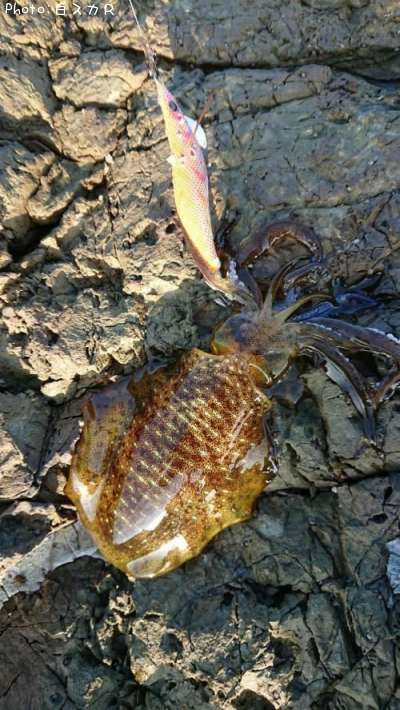 �����ꥤ��