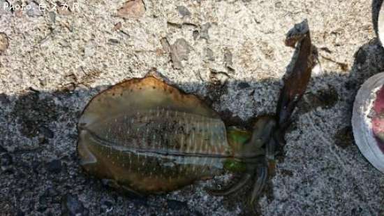 �����ꥤ��