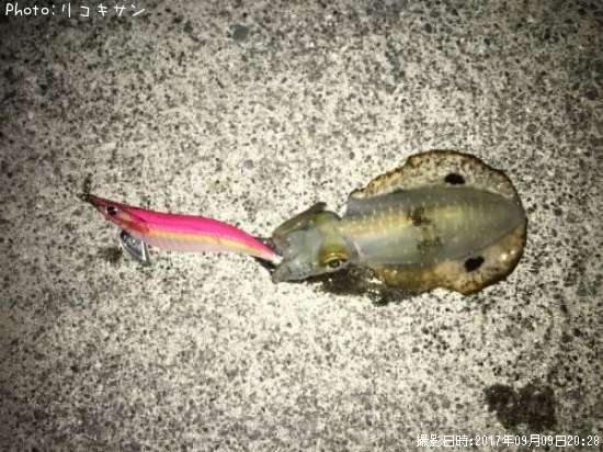 �����ꥤ��